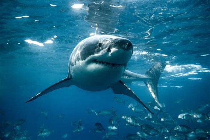 Are There Sharks Where The Titanic Sank? – Celebrity