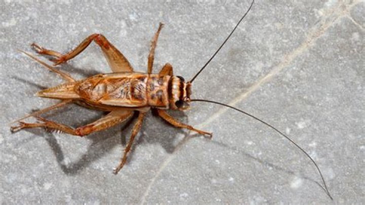 Do crickets steal from ants? – Celebrity