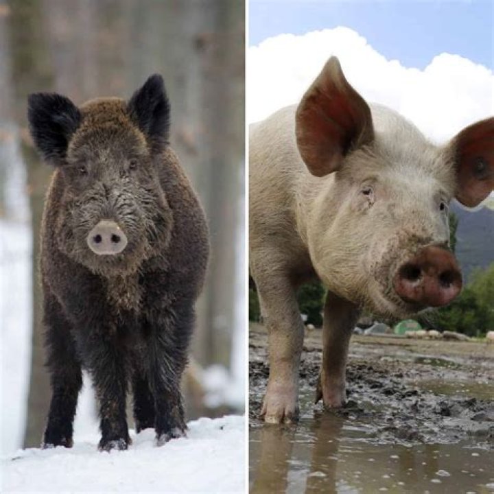 Do Oreos Have Pig Fat In Them? – Celebrity