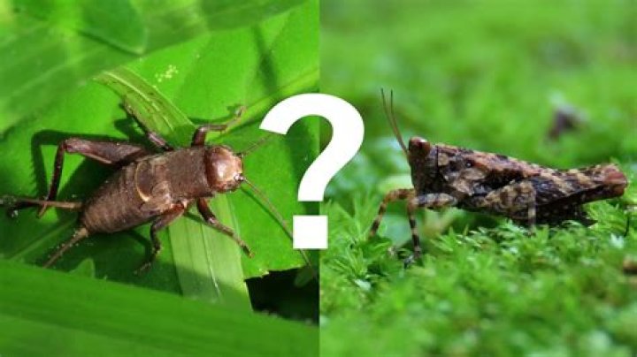 Is Jiminy Cricket a grasshopper or a Cricket? – Celebrity