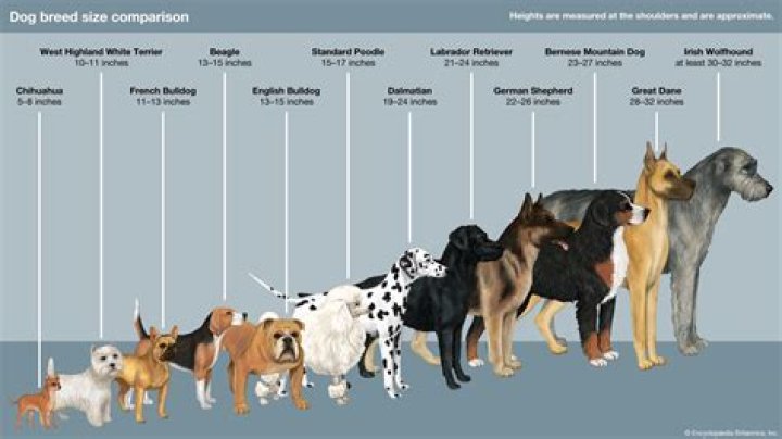 What breed is Boris Lady and the Tramp? – Celebrity