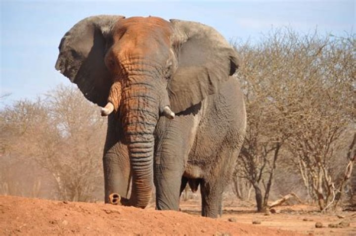 What did Tarzan call the elephants? – Celebrity