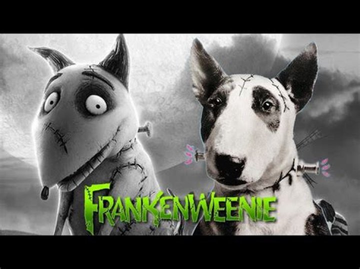 What dog breed is Sparky from Frankenweenie? – Celebrity