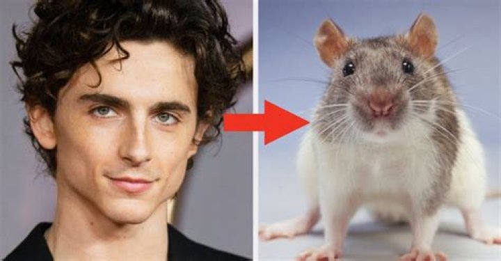 What is a Berkshire rat? – Celebrity