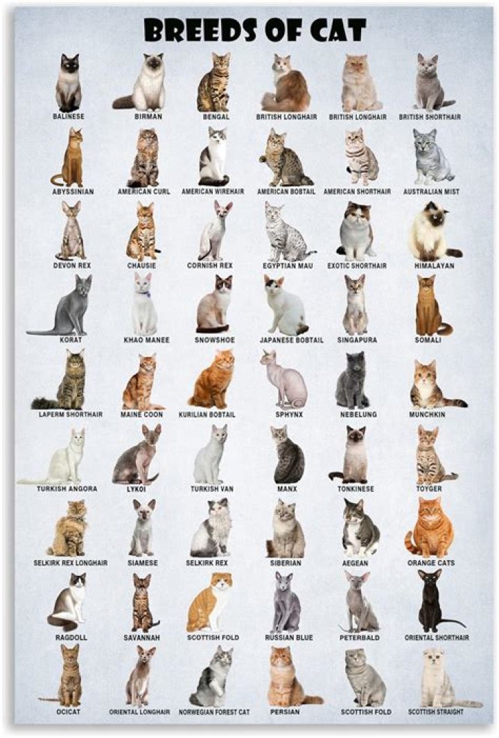 What was the cats name in Cinderella? – Celebrity